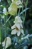 Aconitum napellus