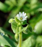 Stellaria media ssp. cupaniana