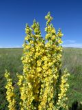 Verbascum lychnitis