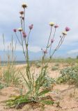 Jurinea longifolia. Цветущее и плодоносящее растение. Крым, Керченский п-ов, Казантипский залив, окр. с. Нижнезаморское, приморские пески. 25 июня 2019 г.