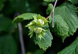 Corylus avellana. Верхушка ветви с незрелыми плодами. Сербия, национальный парк Тара, плоскогорье Равна Тара, западный берег оз. Заовине, опушка смешанного леса. 11.07.2019.