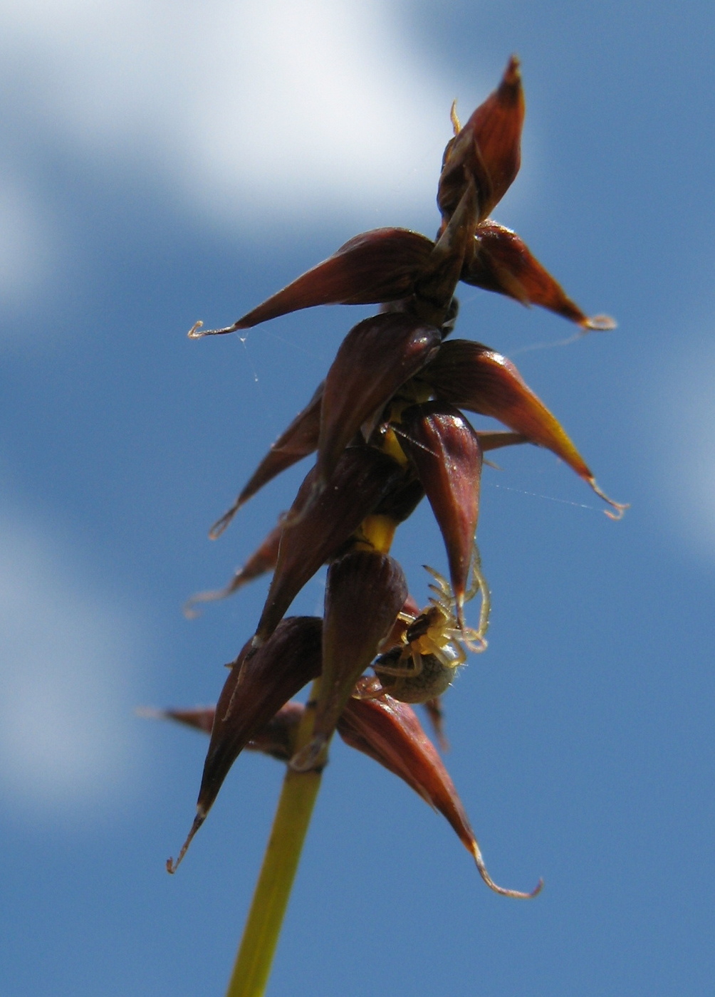 Изображение особи Carex davalliana.