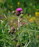 Cirsium heterophyllum. Верхушка побега с распустившимся и распускающимися соцветиями. Московская обл., Пушкинский р-н, окр. дер. Мураново, луг. 25.05.2019.