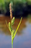 Carex nigra. Верхушка плодоносящего растения. Пермский край, г. Пермь, Кировский р-н, пос. Кировский, дол. р. Заборная, сырой луг. 07.06.2020.