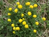 Trollius europaeus