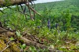 Veronica spicata. Цветущие растения. Свердловская обл., Красноуфимский округ, Усть-Машский сельский совет, окр. дер. Русский Усть-Маш, вершина прибрежного скальника, под соснами во мху. 13 июня 2021 г.