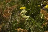 Primula ruprechtii