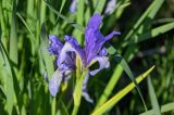 Iris biglumis