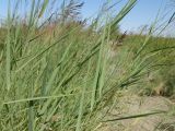 Phragmites australis