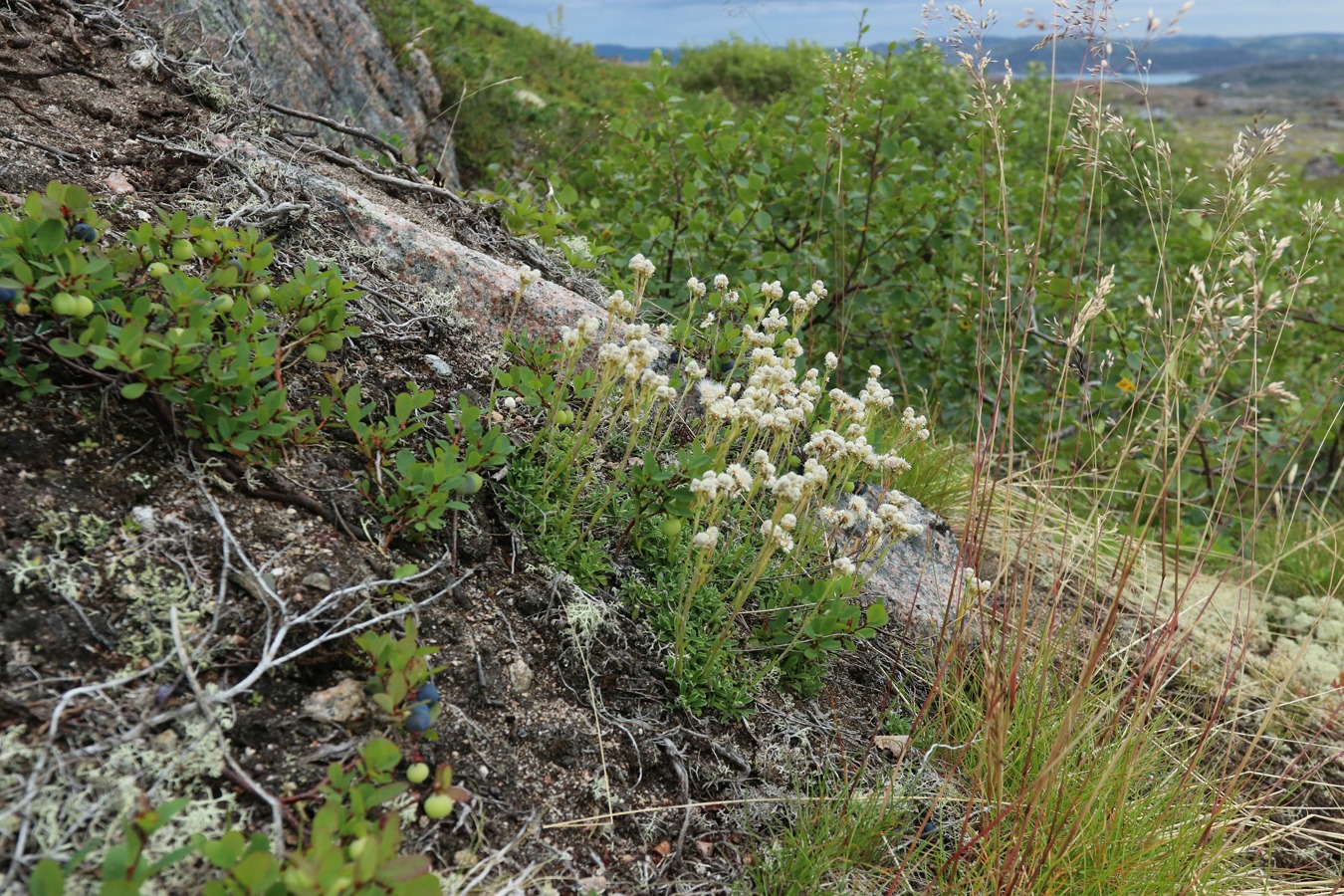 Изображение особи Antennaria dioica.