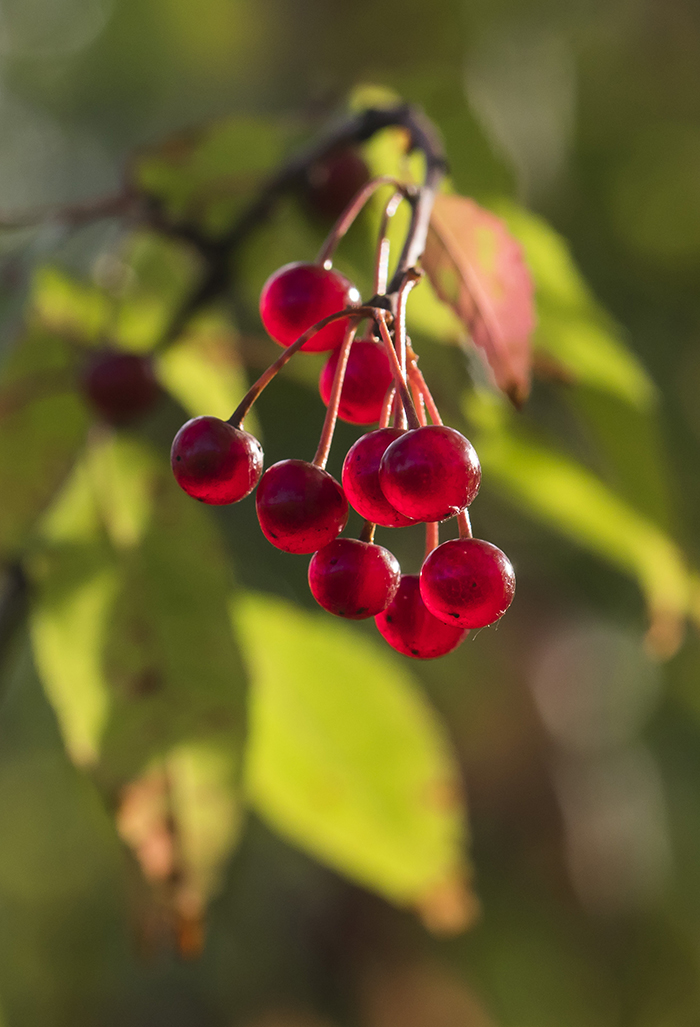 Изображение особи Cerasus pensylvanica.