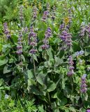 Phlomoides oreophila