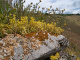 Sedum acre. Цветущие растения. Краснодарский край, м/о г. Новороссийск, пер. Маркотх, скальное обнажение. 08.07.2017.