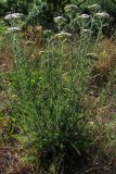 Achillea pannonica