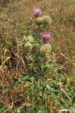 Cirsium laniflorum. Верхняя часть цветущего растения. ЮВ Крым, Карадаг, Северный перевал. 27 июля 2011 г.