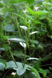 Epilobium parviflorum