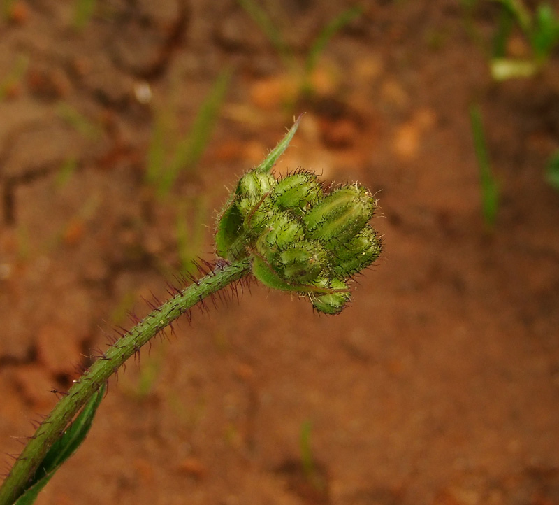 Изображение особи Crepis aculeata.
