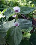 Althaea officinalis