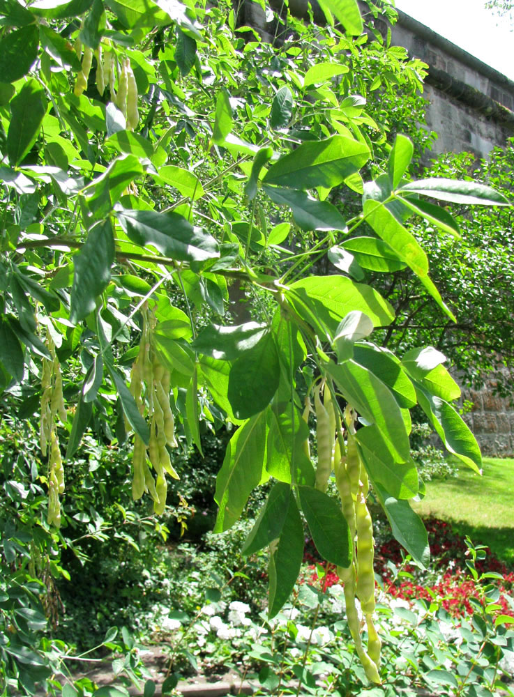 Изображение особи Laburnum anagyroides.