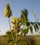 Astragalus cicer. Верхушка цветущего растения. Украина, Луганская обл., Краснодонский р-н, меловые холмы возле пгт Новосветловка. 12.06.2012.