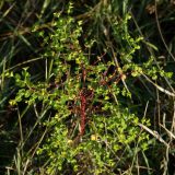 Euphorbia platyphyllos