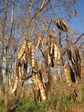 Robinia pseudoacacia. Соплодия со вскрывшимися плодами. Краснодарский край, Крымский р-н, долина реки Шибик, берег пруда. 11.11.2013.