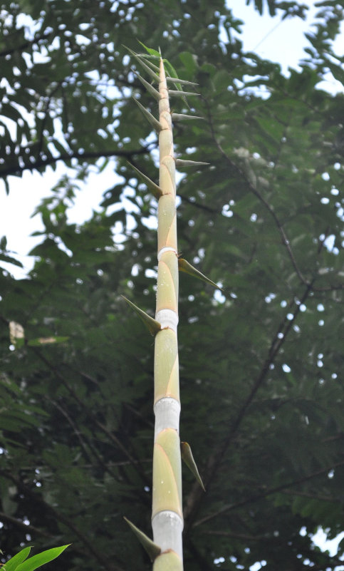 Изображение особи род Bambusa.