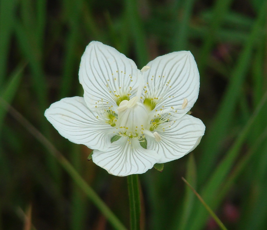 Изображение особи Parnassia palustris.