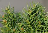 Cryptomeria japonica. Верхушки побегов с развивающимися почками ('Villmoriniana'). Германия, г. Essen, Grugapark. 10.12.2013.