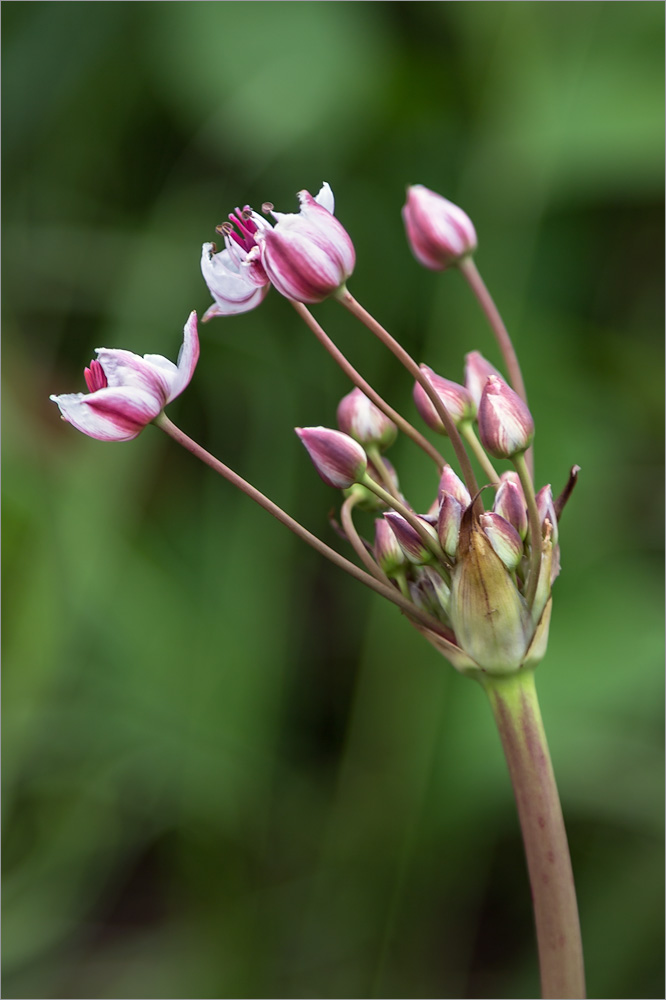 Изображение особи Butomus umbellatus.