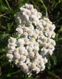 Achillea millefolium