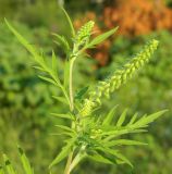 Ambrosia artemisiifolia. Верхушка цветущего растения. Республика Абхазия, Новый Афон, берег моря. Август 2014 г.