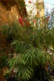 genus Grevillea. Цветущее растение. Франция, Прованс, Борм-ле-Мимоза, в культуре. 24.07.2014.