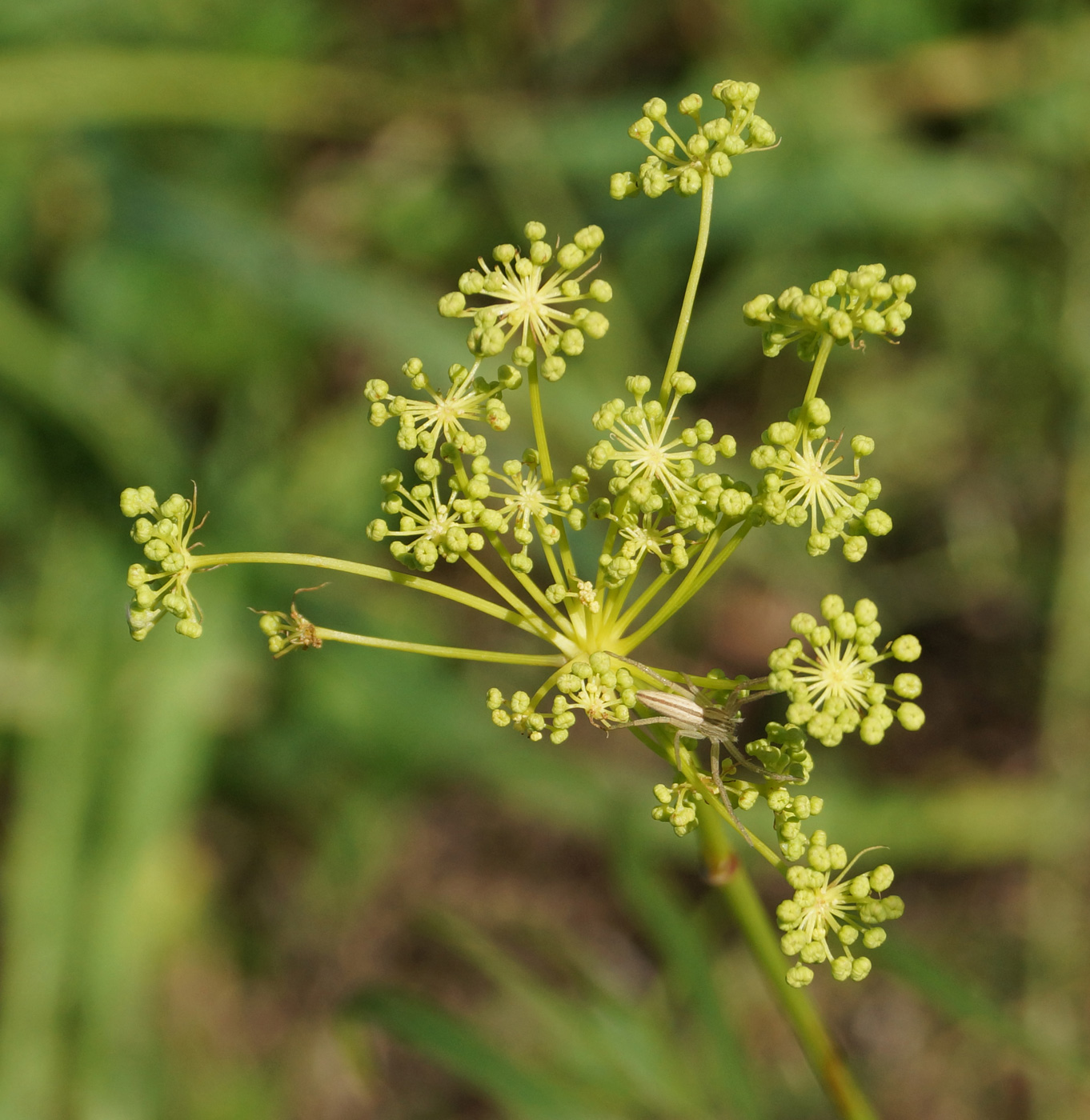 Изображение особи Peucedanum morisonii.