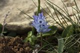 Bellevalia hyacinthoides
