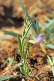 Lathyrus inconspicuus