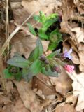 Pulmonaria obscura. Цветущее растение. Московская обл., Одинцовский р-н, нагорная дубрава \"Улитинская\". 22.04.2012.