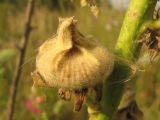 Alcea rosea