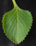 Agastache foeniculum