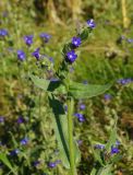 Anchusa officinalis