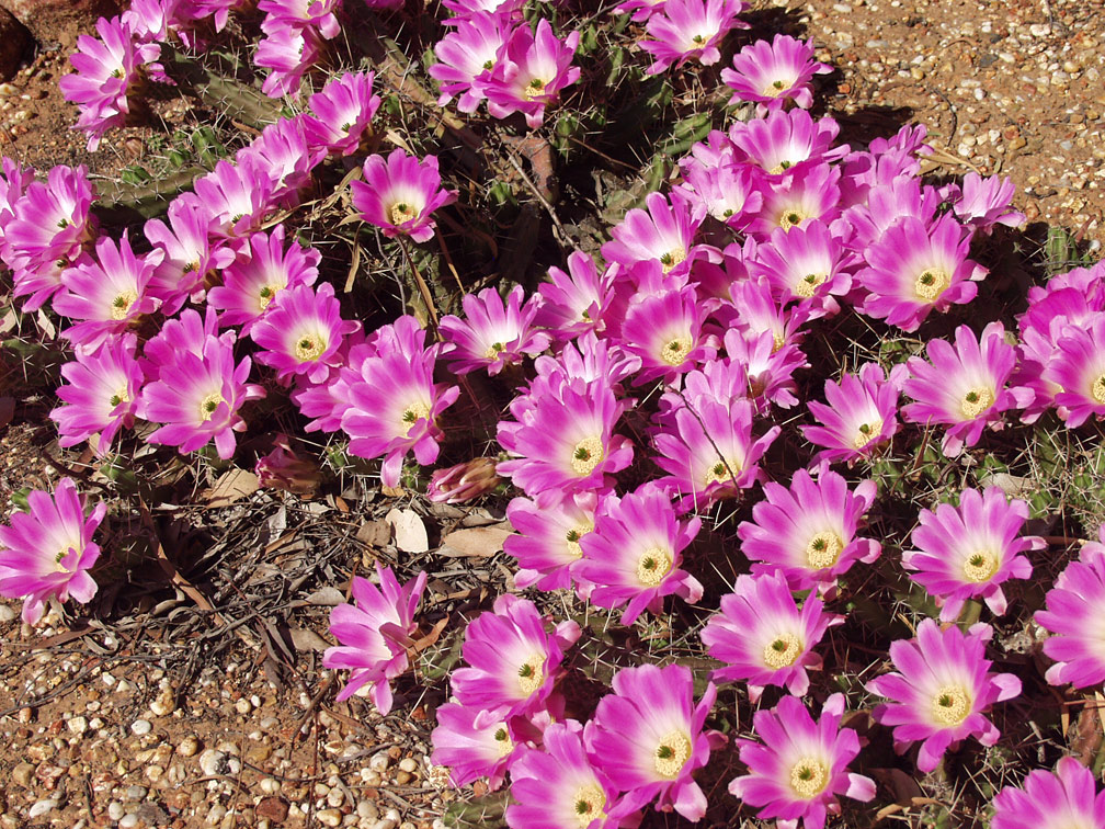 Изображение особи Echinocereus berlandieri.