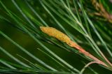 Grevillea hodgei