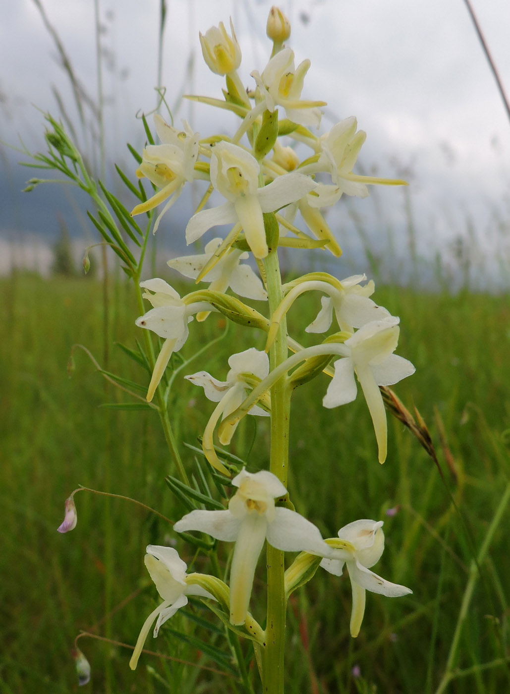 Изображение особи Platanthera bifolia.