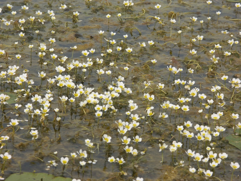 Изображение особи Ranunculus circinatus.