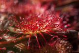 Drosera rotundifolia