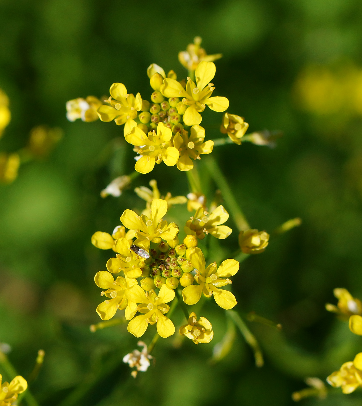 Изображение особи Rorippa sylvestris.