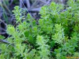 род Galium. Верхушки вегетирующих растений. Украина, г. Николаев, Заводской р-н, парк \"Лески\", среди кустарника. 28.12.2017.