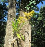 Oncidium cebolleta. Цветущее растение на стволе дерева. Австралия, г. Брисбен, ботанический сад. 20.11.2016.