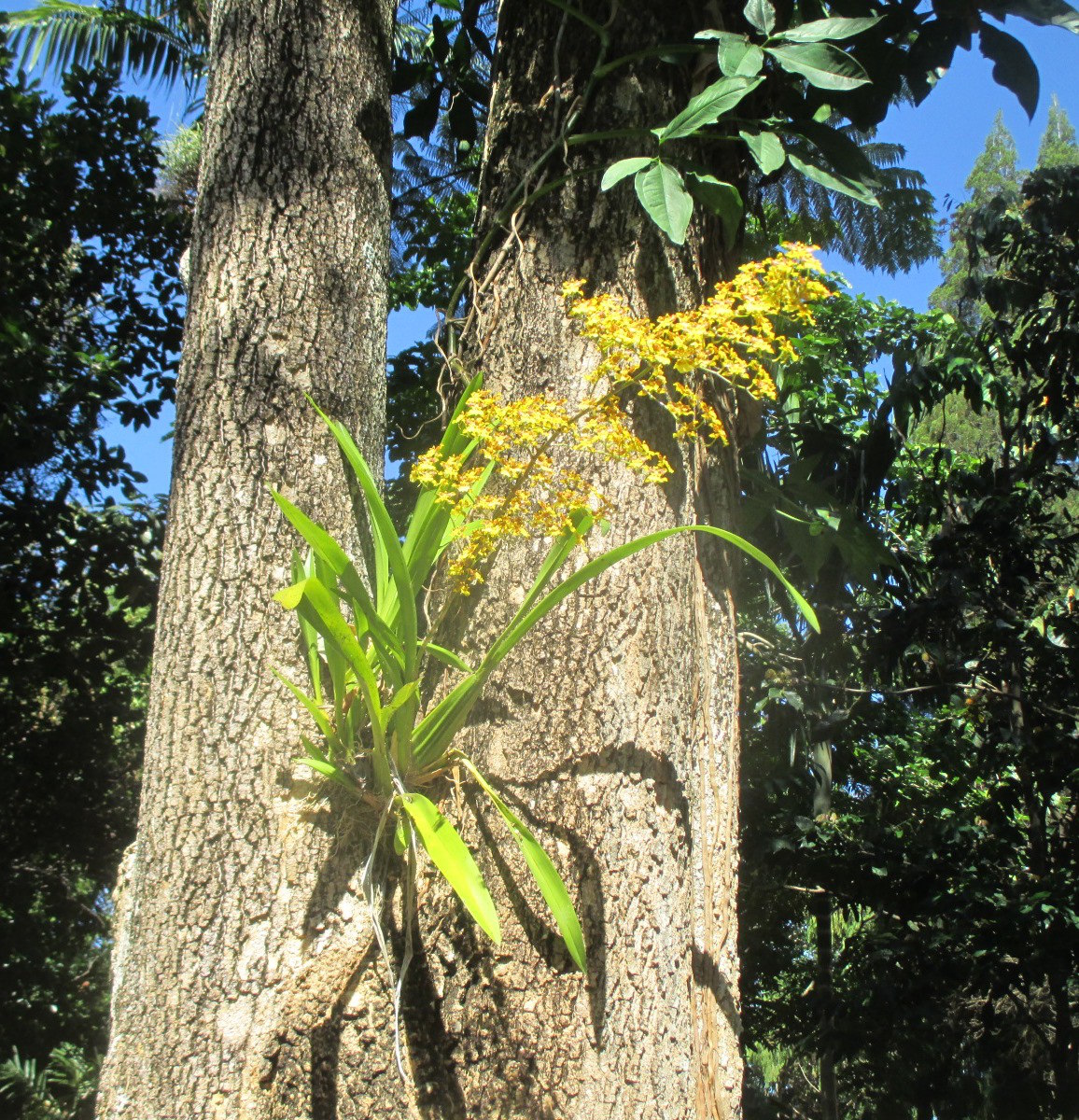Image of Oncidium cebolleta specimen.