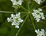 Anthriscus sylvestris